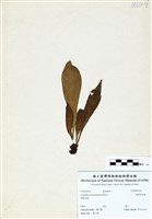 藏品(臺灣車前蕨)的圖片